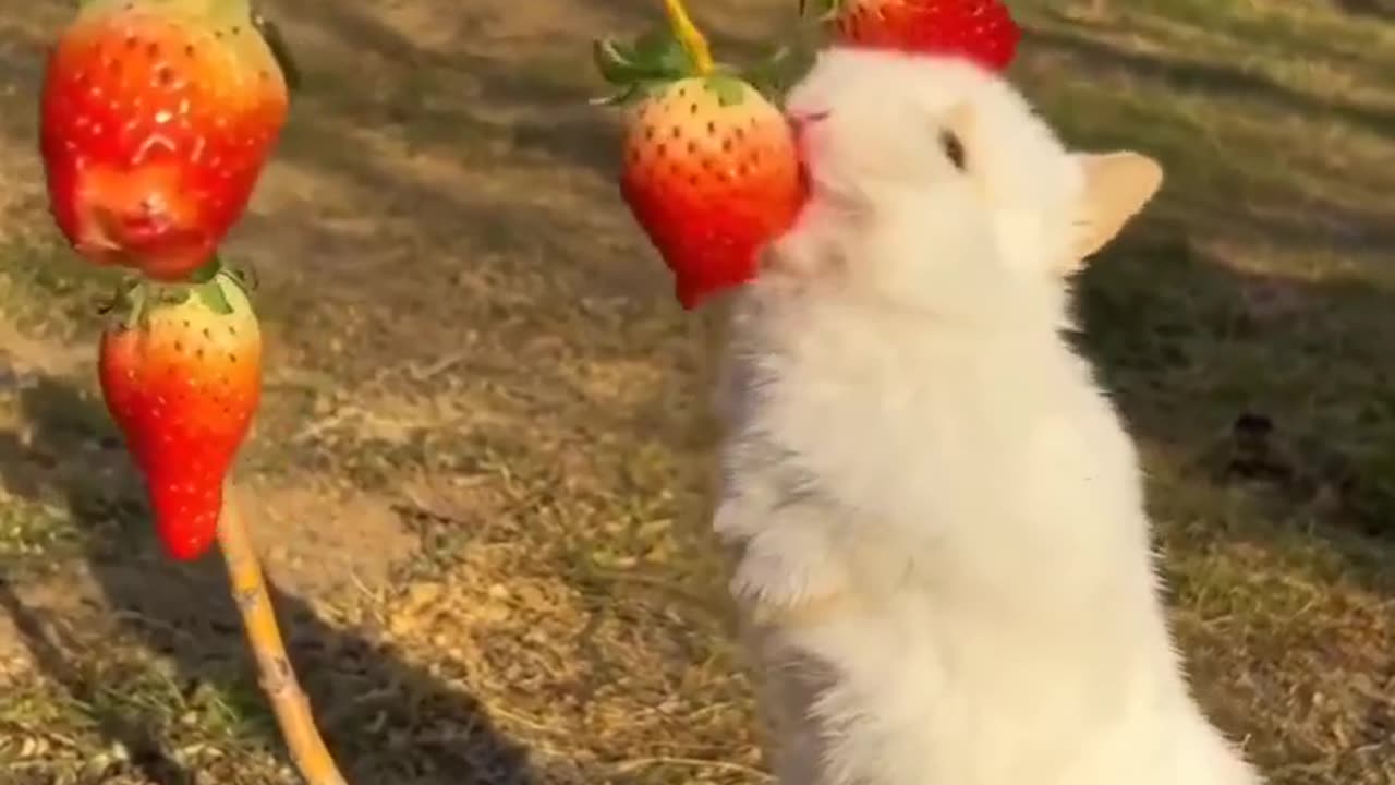 HE WANT SOME FRUITS