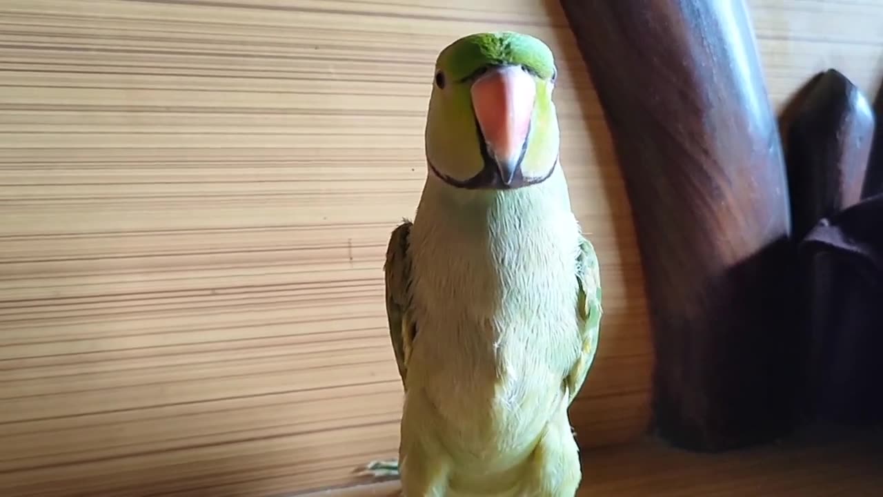 Parrot singing and dancing - ❤️❤️❤️ 🦜🦜🦜 ❤️❤️❤️