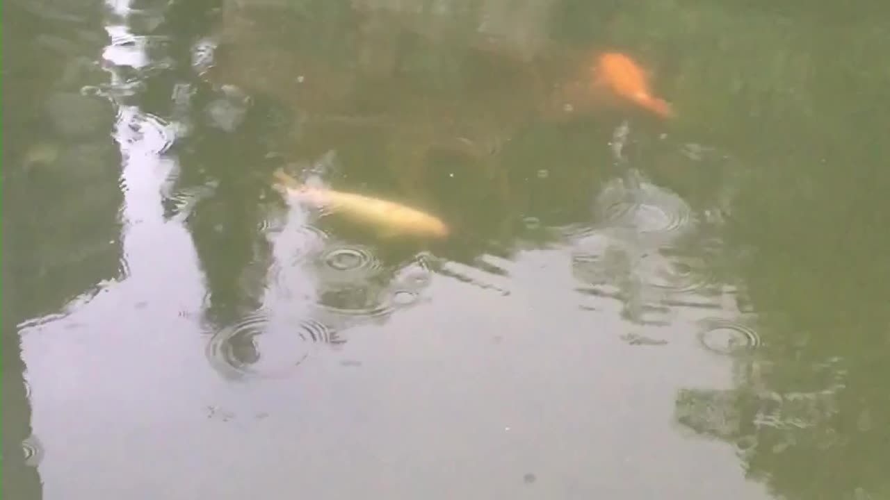 lotus flowers & koi fish pond