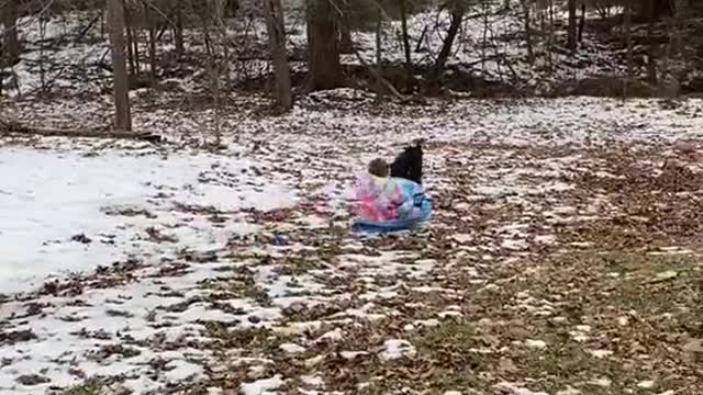 Milo the Black Lab Pulls Girls on Sled