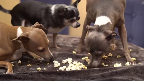 My Dogs Eating Popcorn ASMR