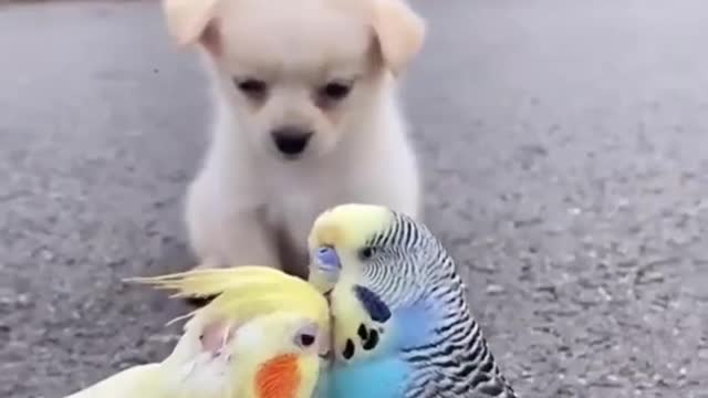 Love birds kissing moment sad mood my cute dog