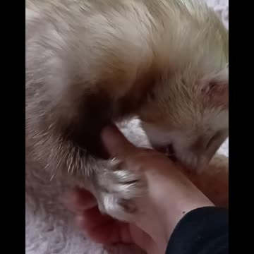 Ferret bites!(just playing)