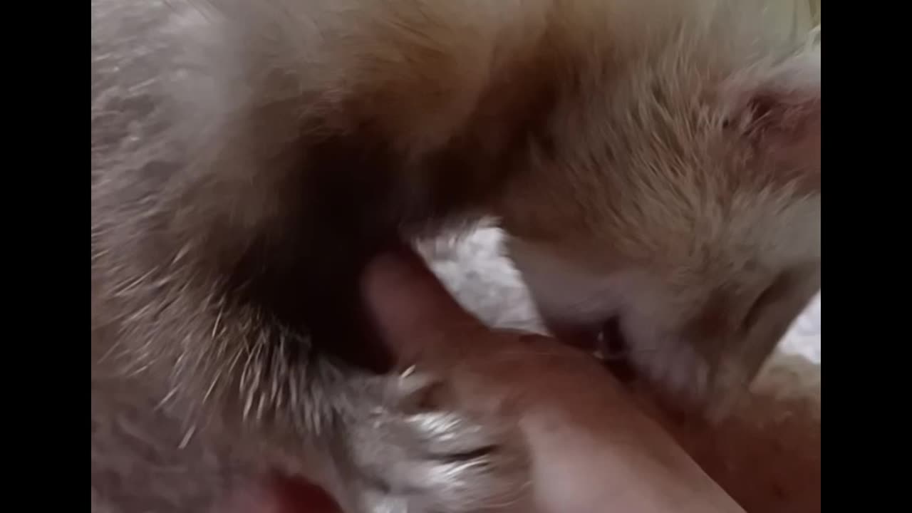 Ferret bites!(just playing)