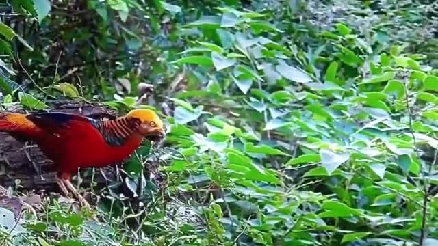Pheasant