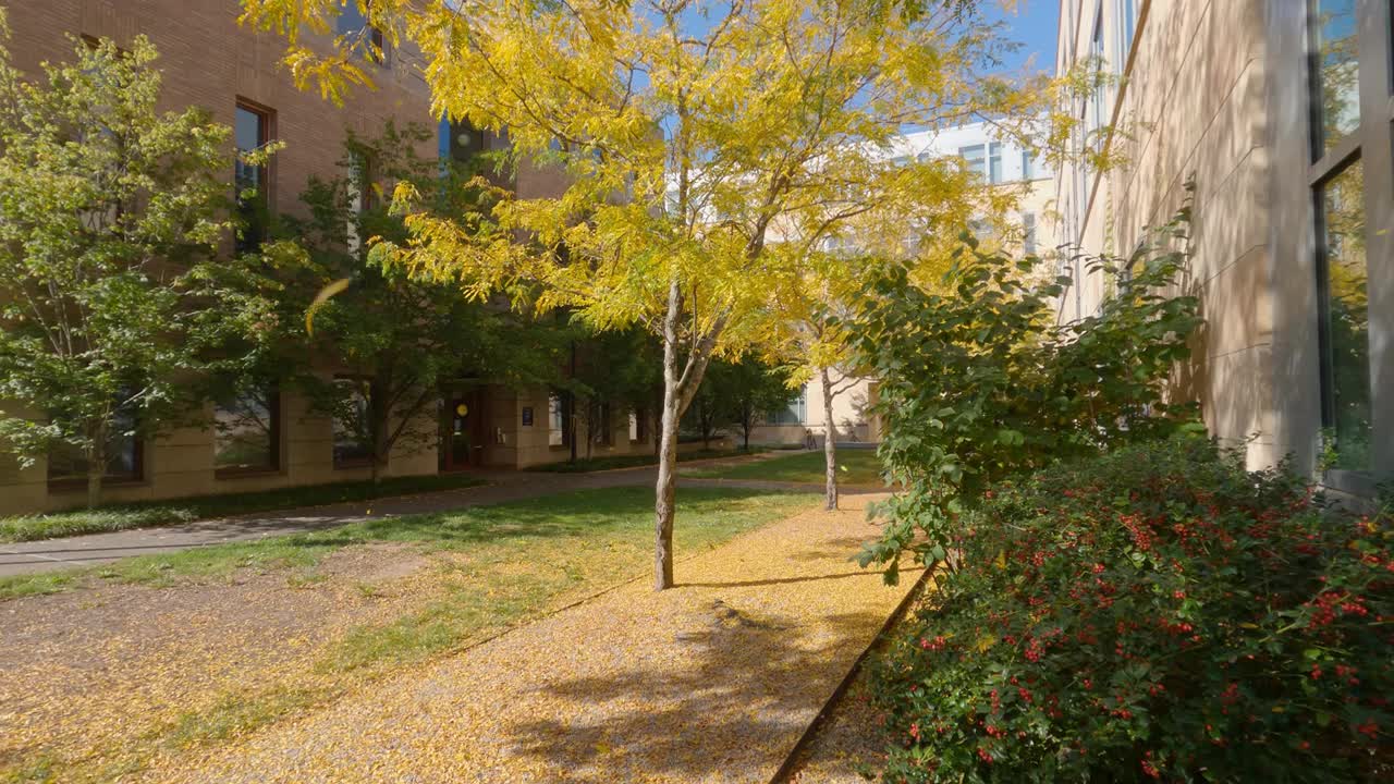 Fall Leaves Falling