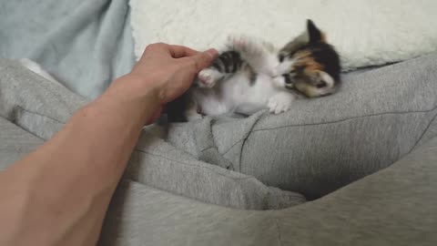 What Does a Kitten Do When She First See me After Waking up!