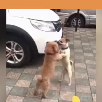 dog waltz