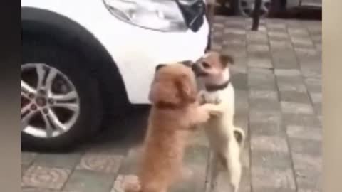 dog waltz