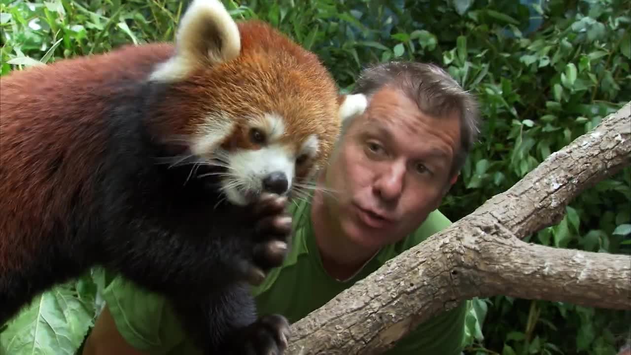 CUTE RED PANDA CREATURE ADVENTURE | The Real-Life Wild Kratts