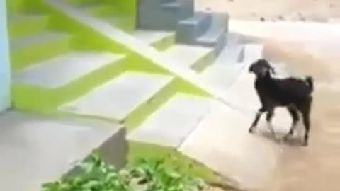 The little black dog who loves slides