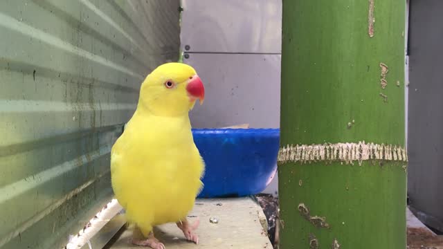 BEAUTIFUL CANARI PARROT 😍🐥