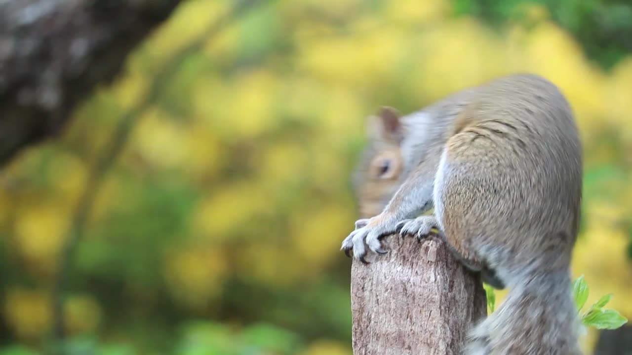 Pawsome Pals: Watch These Cute Cats, Dogs, Rabbit, and Squirrels melt your Hearts.