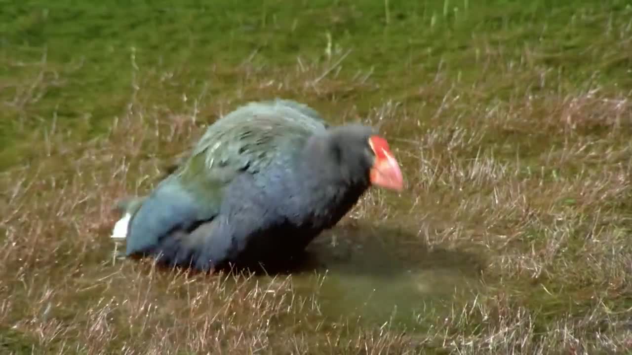 RARE | Extrait : Les oiseaux de Nouvelle-Zélande ne volent plus