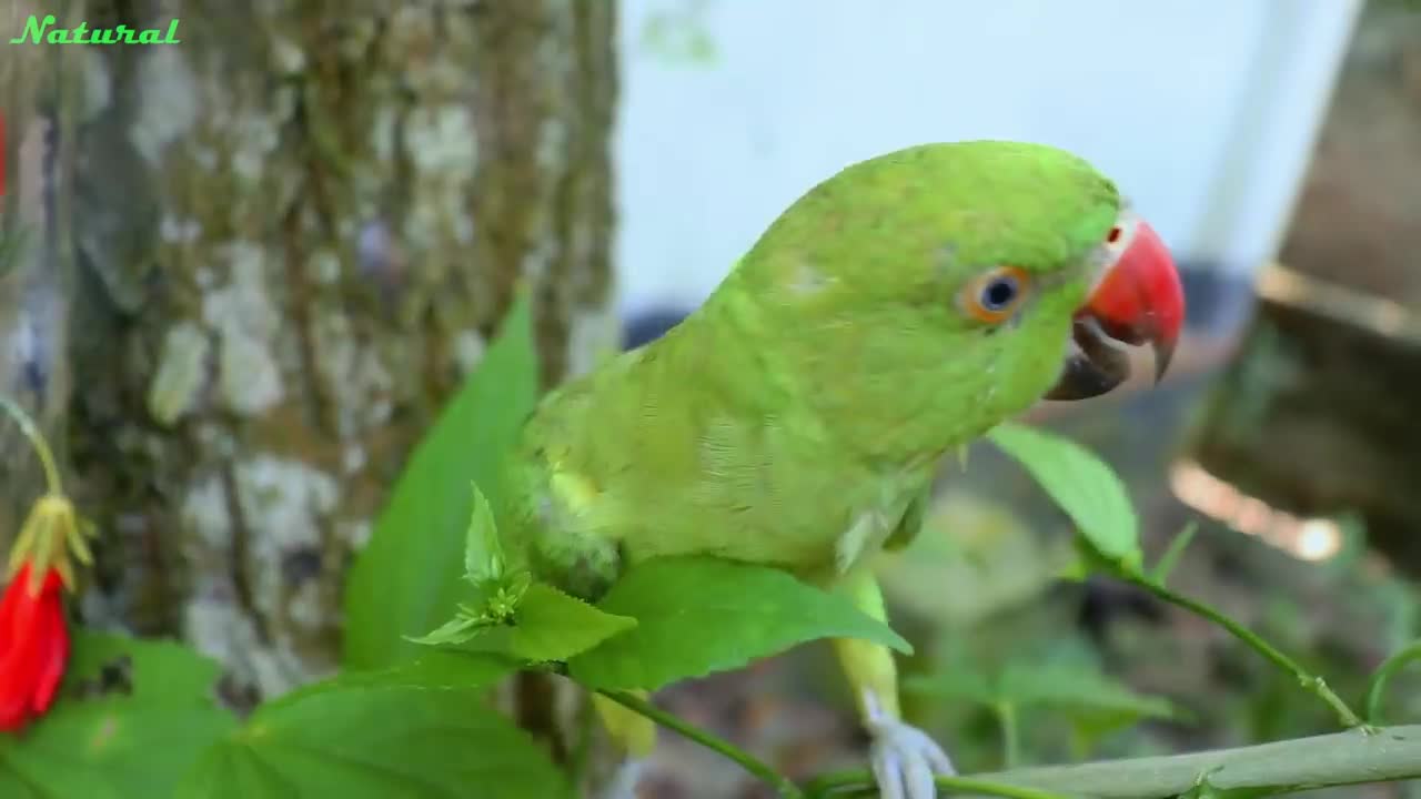 Loud Parrot Chirping Angry Voice - Natural Parrot Sounds - Parrot Calling Sounds --p6