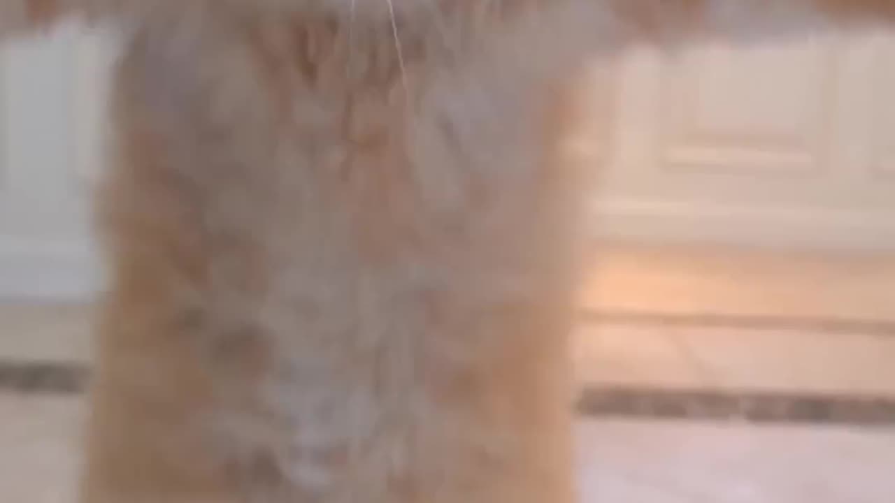 jamp cat
