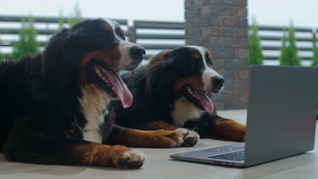 Funny Dogs Having Fun Through Laptop #animals