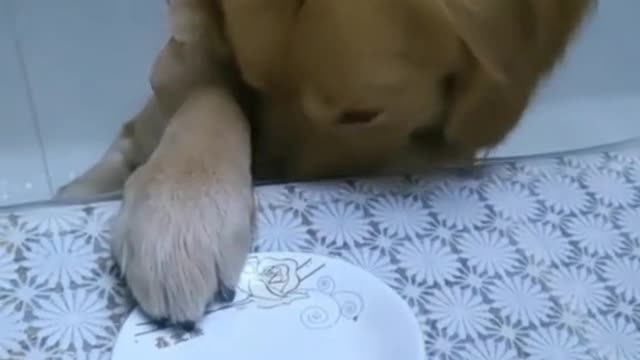 Funny Animal Video #9