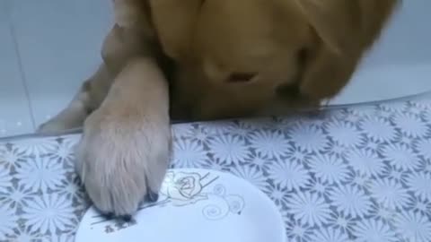 Funny Animal Video #9