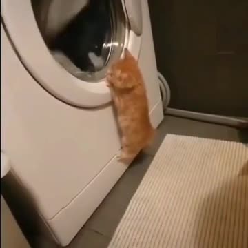 The red-haired state inspector