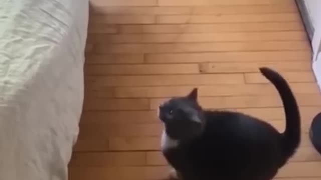 Funniest Cats and Dogs πΆπ± | Funny Animal Videos #10