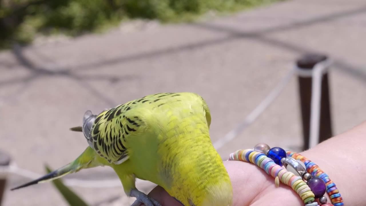 Bird eating on hand looking nice