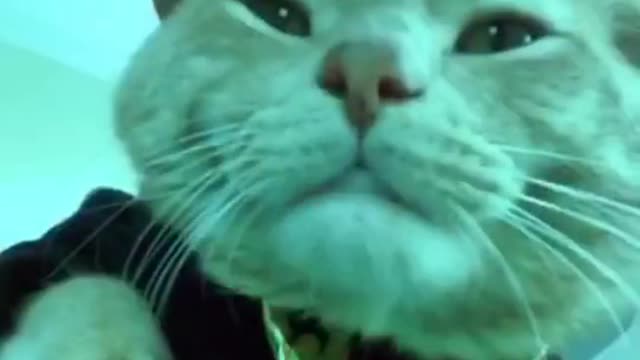 Tik toker cat