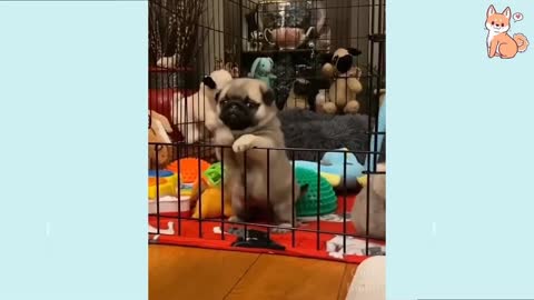 🤣Funny Dog Videos 2021🤣 🐶 It's time to LAUGH