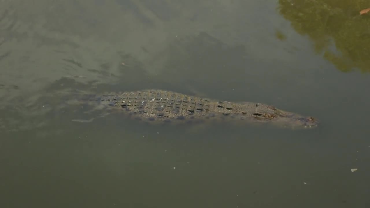 crocodile