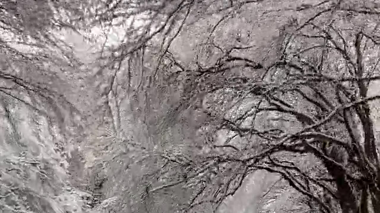 Video of a Road and Trees