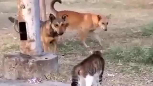 only one egyptiancat vs 5 street dogs