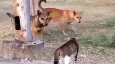 only one egyptiancat vs 5 street dogs