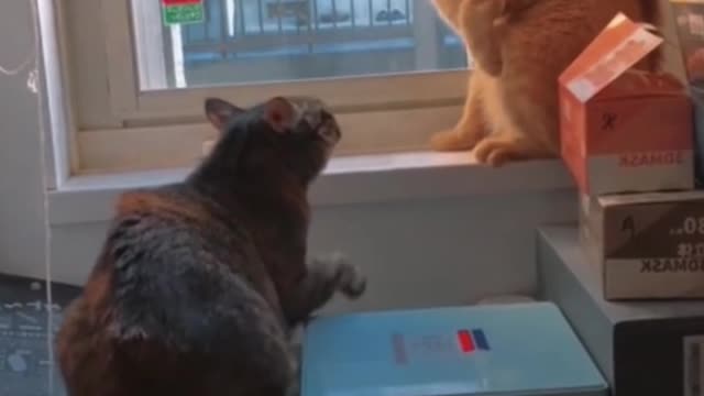 They're mad at each other, and they're going to fight!