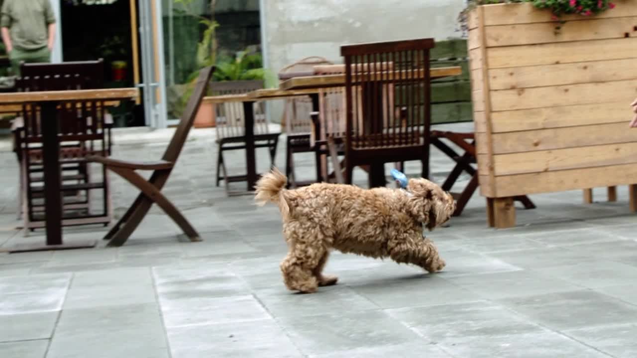 Funny dog short video