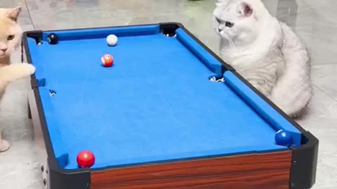 Smart cat play with fun