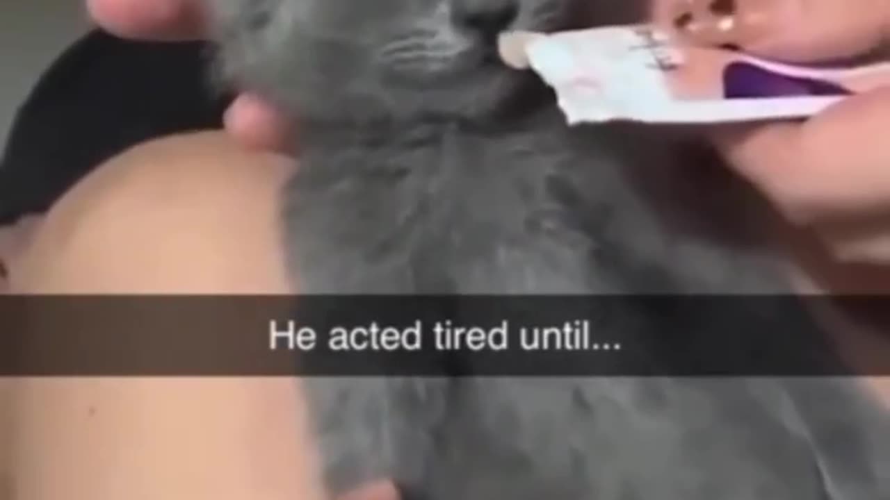 Cat tired