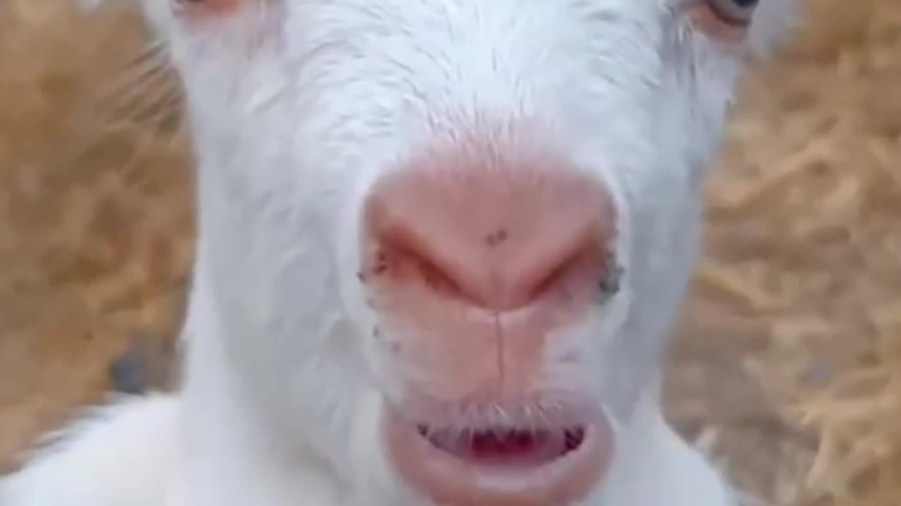 #baby goat