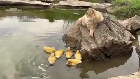 Cat Becomes a Mom to Ducklings: Heartwarming Story #animallove #cat #duckling #momcat