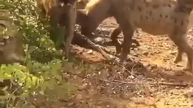 Hyenas x Leopard