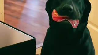 Black Lab Got Caught Stealing Butter Stick