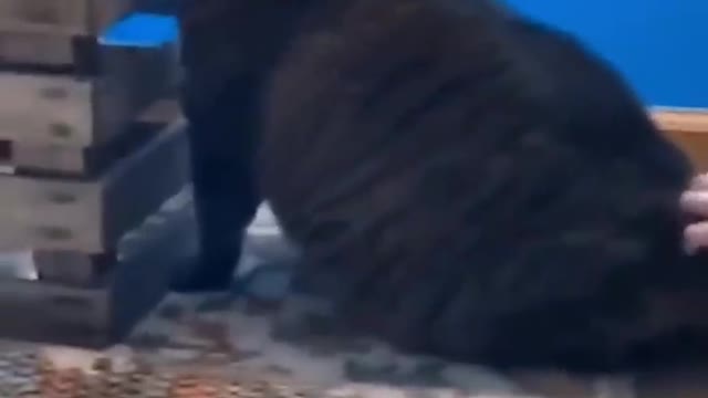 FUNNY/HAPPY11