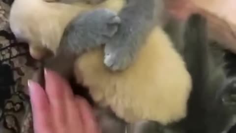 Funny animal video