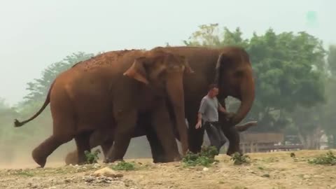 Elephants' Love for their Human