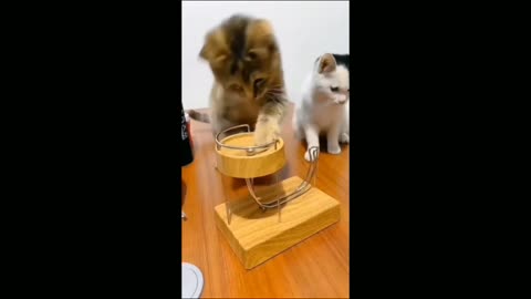 Cat🐱funny video🎥