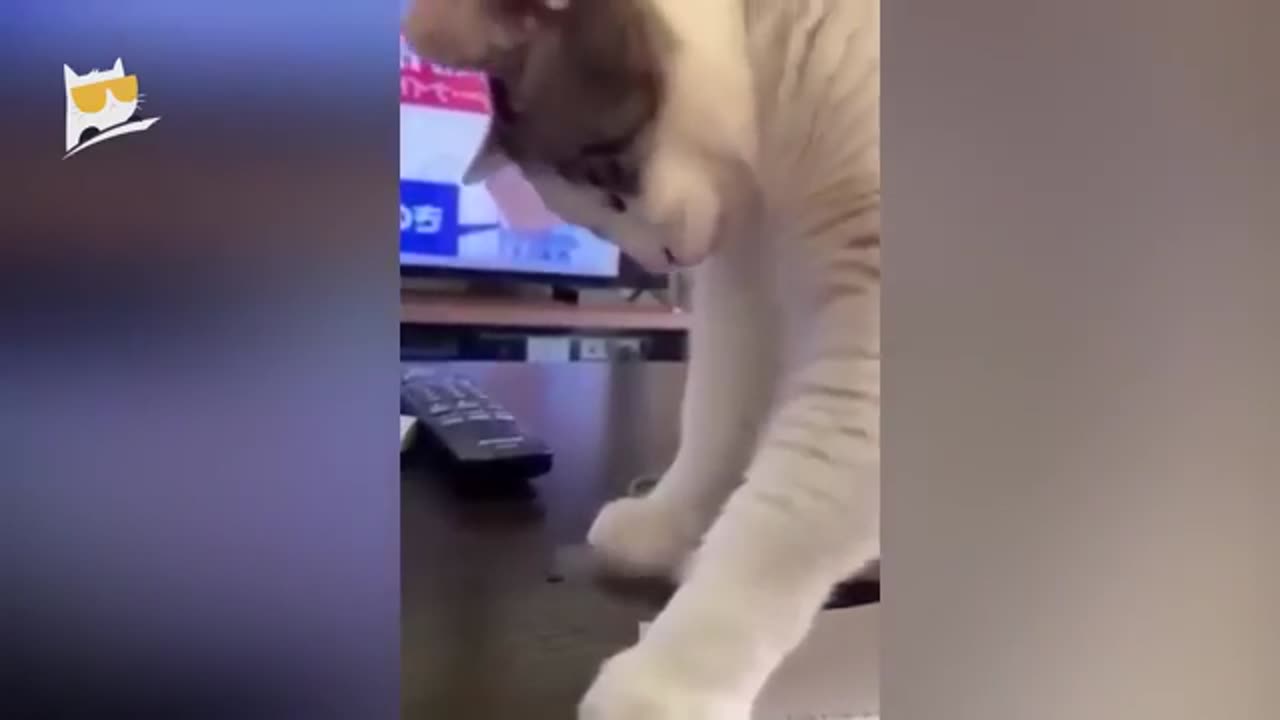 1 Hour of funny animals 2023- cats and dogs funny