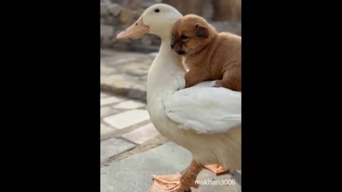 cute puppy dog ridding on duck