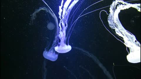 DEEP OCEAN - Drifting Jellyfish with Ambient and Calming Music for Relaxation-2