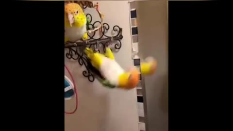 Mind relaxing funny animals moments