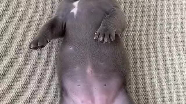 Shoute puppy