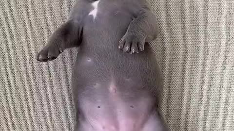 Shoute puppy
